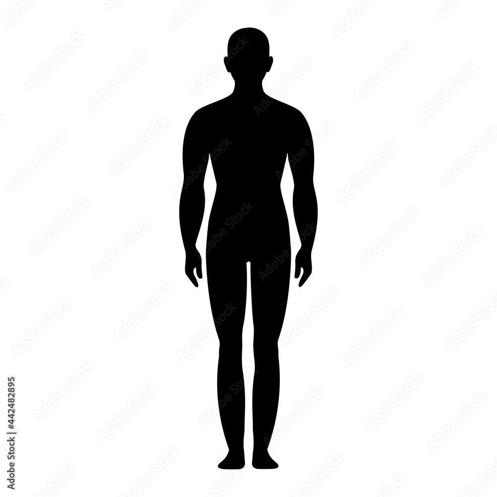 Fototapeta premium Male anatomy human front and side view body silhouette