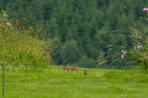 wild hare rabbit in forest meadow while eating