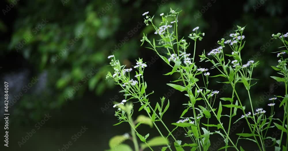 A slow motion of green leaves near the forest rainy day A slow motion of green leaves near the forest rainy day