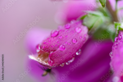 雨に濡れた花