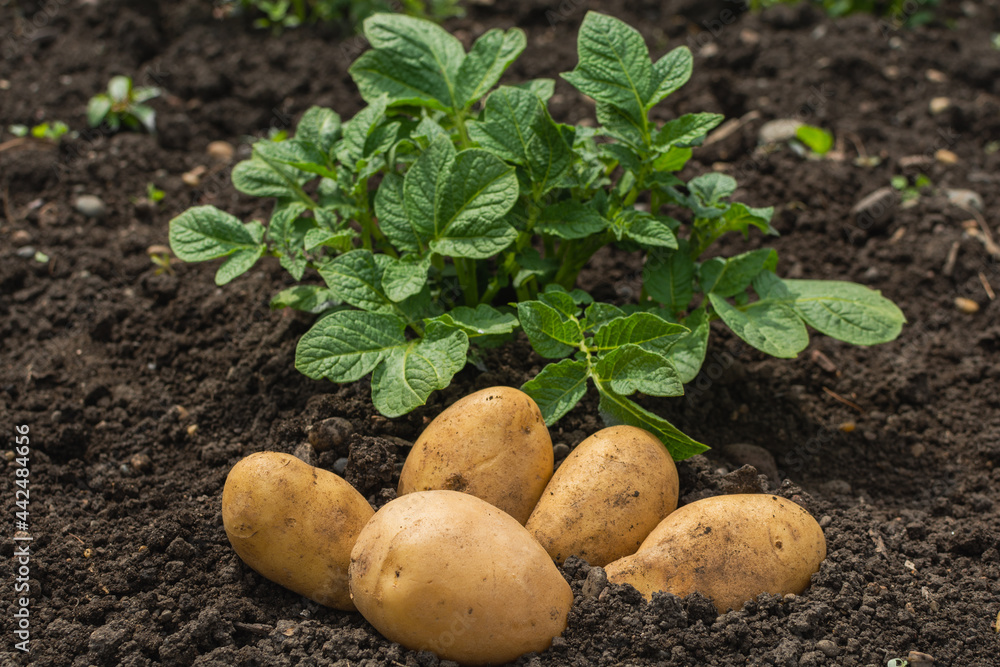 Large white potatoes lie on the ground in a field next to the potato plants. White fresh potatoes on a green background Large white potatoes lie on the ground in a field next to the potato plants. White fresh potatoes on a green background