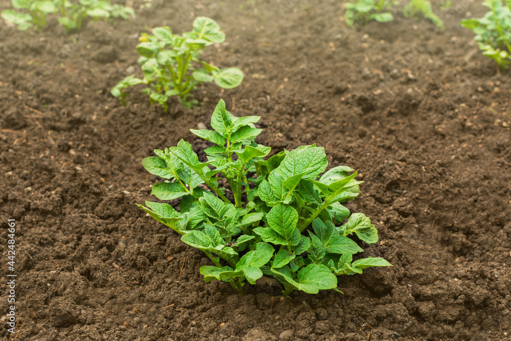 Cultivation of a crop of potatoes in the garden and field. Green leaves of potatoes on a background of soil Cultivation of a crop of potatoes in the garden and field. Green leaves of potatoes on a background of soil