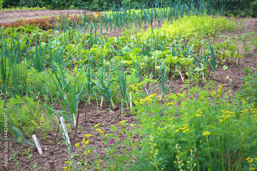 Garden beds with vegetable plants like onion, carrots, chard, salad (Gelderland, Netherlands)