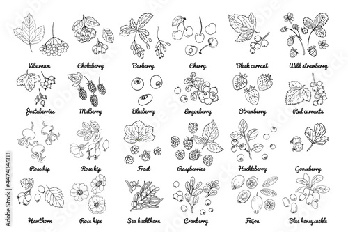 Vector food icons of berries. Colored sketch of food products. Black currant, red currant, wild strawberry, wild strawberry, rosehip flowers, cherry, mountain ash, sea buckthorn, gooseberry