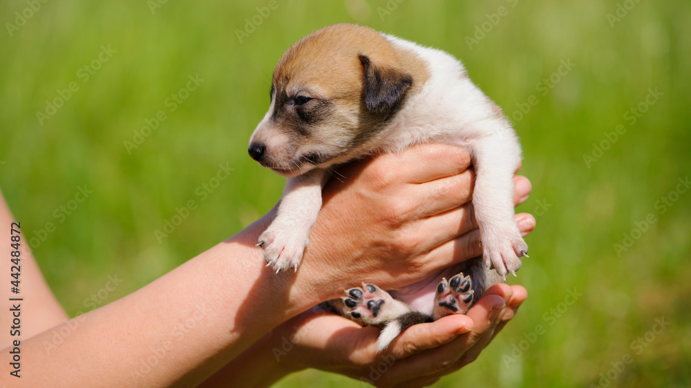 Little red-haired dog puppy in his arms looks in the frame. A little dog is laying in the arms of his owner. redhead dog in his arms. pet animal, favorite, pet care. close-up Little red-haired dog puppy in his arms looks in the frame. A little dog is laying in the arms of his owner. redhead dog in his arms. pet animal, favorite, pet care. close-up