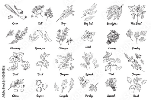 Vector food icons of herbs and vegetables, salads and spices. Colored sketch of food products.