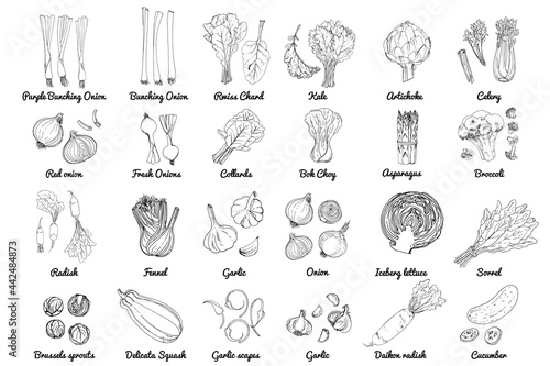 Vector food icons of herbs and vegetables, salads and spices. Colored sketch of food products. ceberg lettuce, sorrl, daikon radish, cucumber