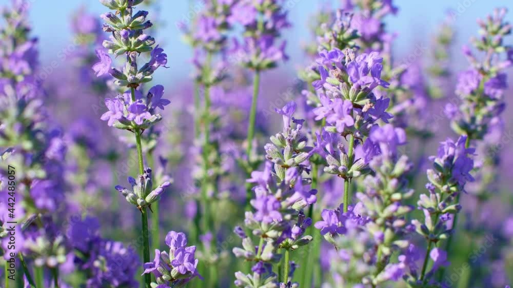 Video Lavender field in Provence, France. Blooming purple fragrant lavender flowers. Growing lavender swaying in the wind on a bright sunny day against the blue sky.
Video Lavender field in Provence, France. Blooming purple fragrant lavender flowers. Growing lavender swaying in the wind on a bright sunny day against the blue sky.