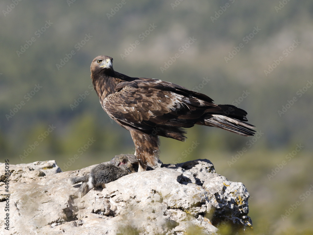 Águila Real (Aquila chrysaetos) Golden eagle Águila Real (Aquila chrysaetos) Golden eagle