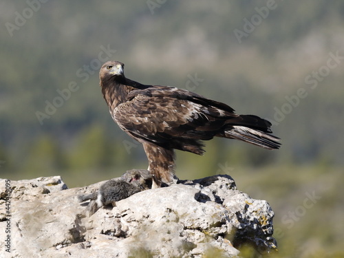 Águila Real (Aquila chrysaetos) Golden eagle
