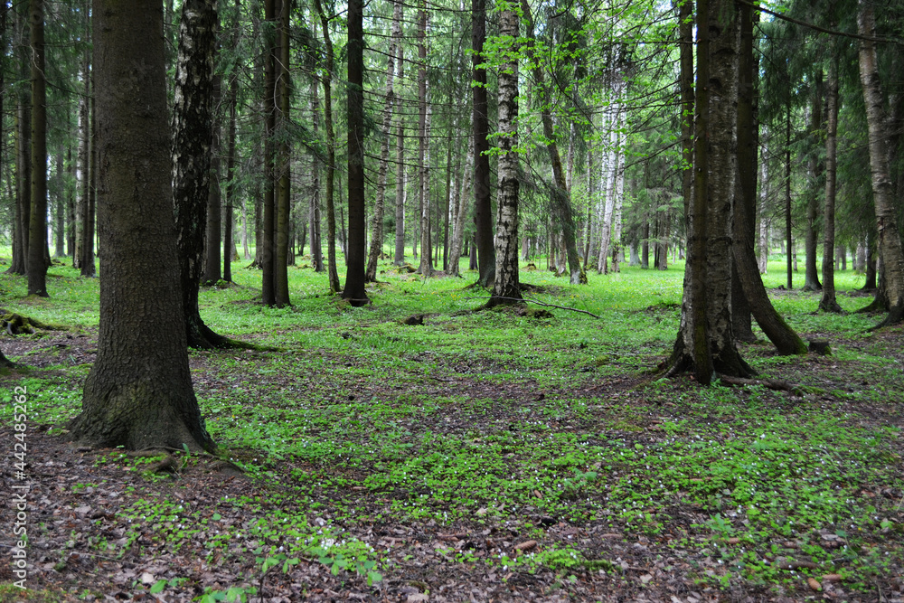 pine trees trunks in the forest, natural forest background pine trees trunks in the forest, natural forest background