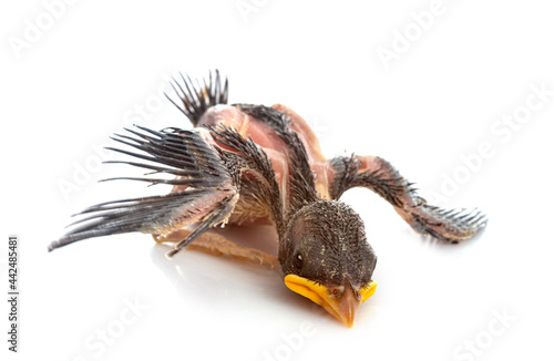 young Barn swallow