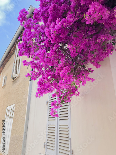 Canvastavla Bourgainvillier - St Tropez - Var France