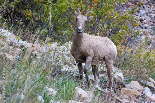 Bighorn Sheep (Ovis canadensis) on a rocky hill in Wyoming