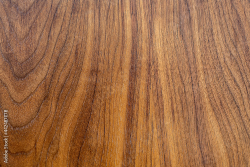 Close-up texture Oak Wood for Background.