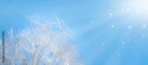 Abstract dandelion flower on a blue background with defocused highlights. Soft focus, close-up, macro photography. Panoramic.