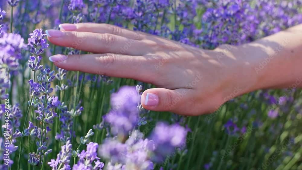 The woman's hand gently touches the flowers of the lavender field. A view of a field of fragrant lavender during peak flowering. Cooking lavender oil. Close-up and slow motion.
The woman's hand gently touches the flowers of the lavender field. A view of a field of fragrant lavender during peak flowering. Cooking lavender oil. Close-up and slow motion.