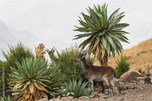 Walia Ibex - Capra walie, beautiful endemic ibex from Simian mountains, Ethiopia. photo