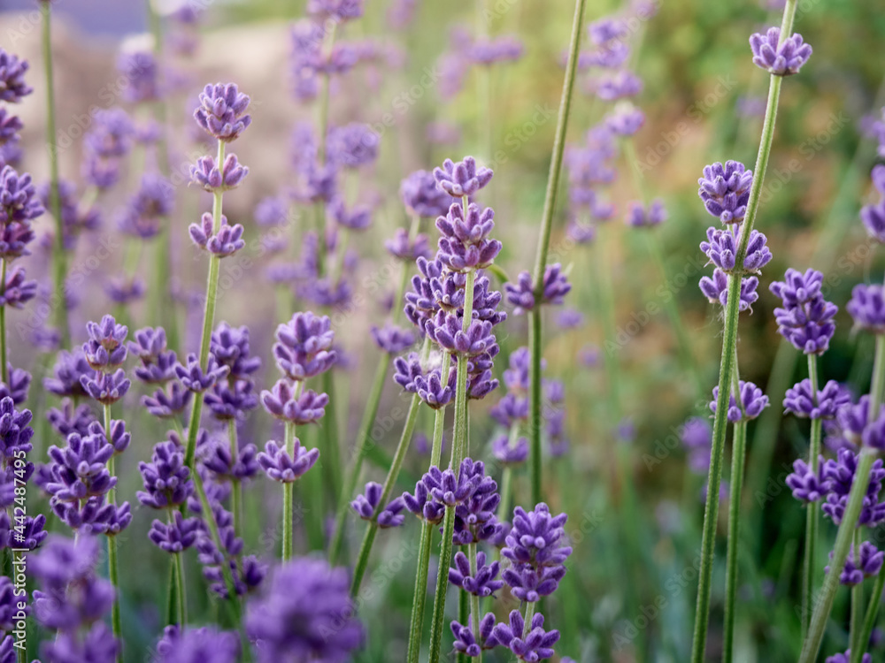 Obraz premium Soft focus on lavender flowers.
