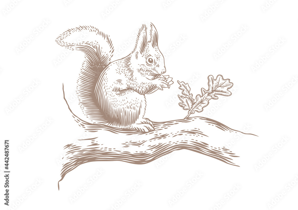 Squirrel on the branch Squirrel on the branch