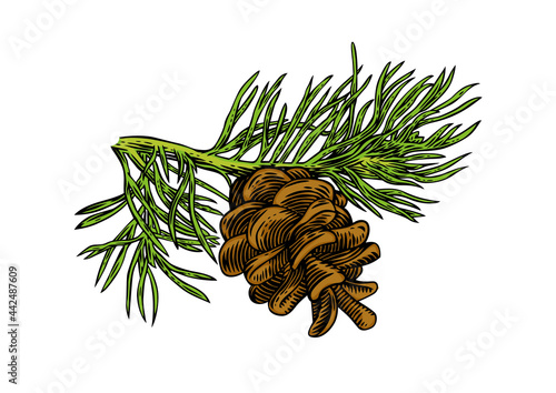 Pine tree branch with cone
