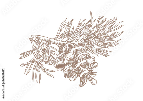 Pine tree branch with cone