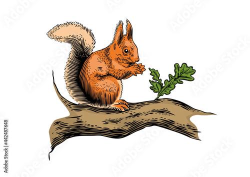 Squirrel on the branch