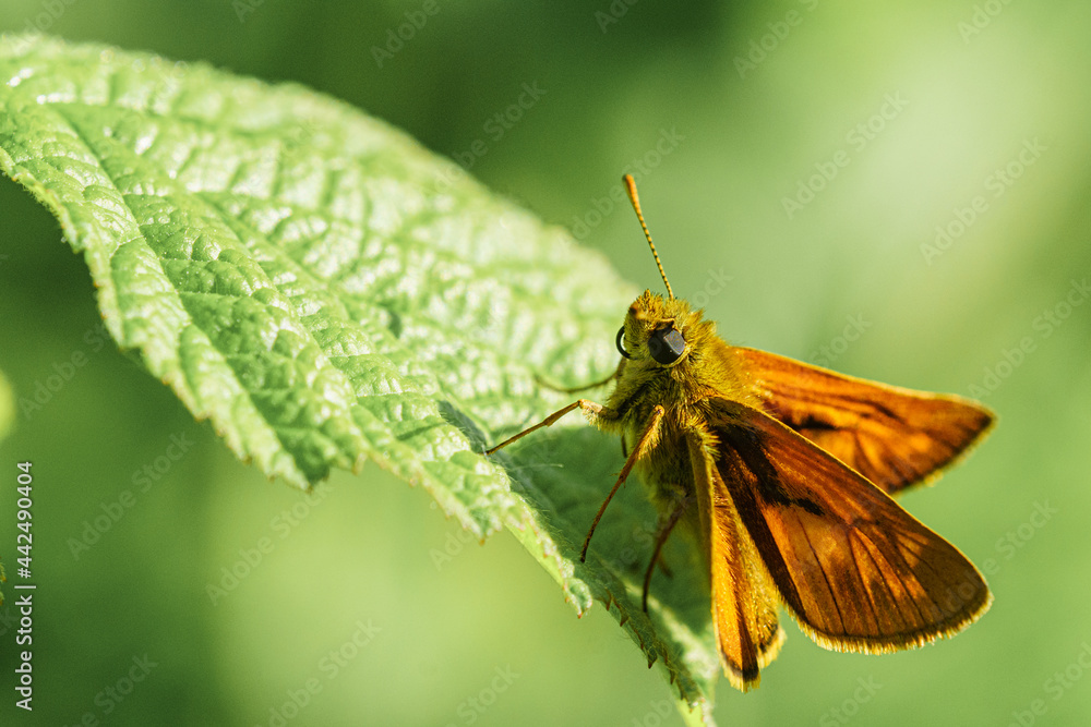 Obraz premium Papillon.