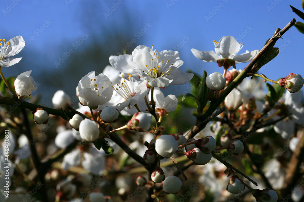 Blooming hedge of alleys. natural fence of a country garden. A shelter for birds and flowers that give nectar to the bees. Blooming hedge of alleys. natural fence of a country garden. A shelter for birds and flowers that give nectar to the bees.