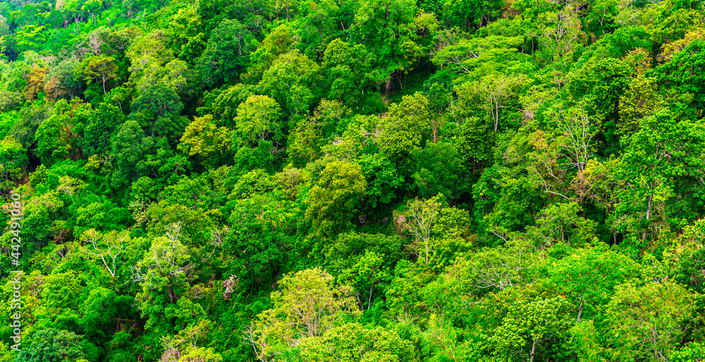 Green trees of tropical forest view from mountain peak, Aerial view of jungle, forest for ecosystem, environment background concept.