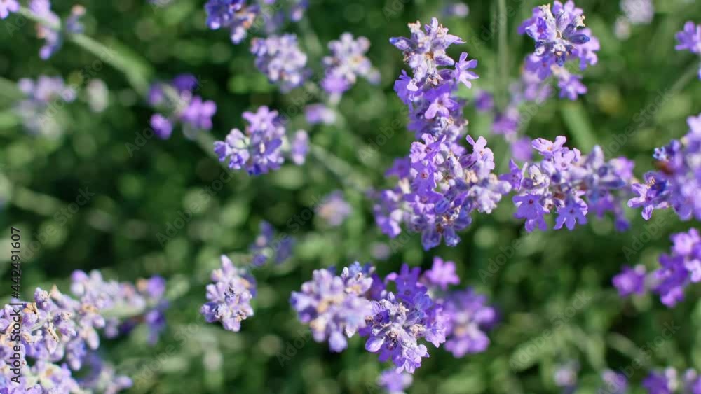Video Lavender field in Provence, France. Blooming purple fragrant lavender flowers. Growing lavender swaying in the wind on a bright sunny day against the blue sky. Close-up of flowers top view
Video Lavender field in Provence, France. Blooming purple fragrant lavender flowers. Growing lavender swaying in the wind on a bright sunny day against the blue sky. Close-up of flowers top view