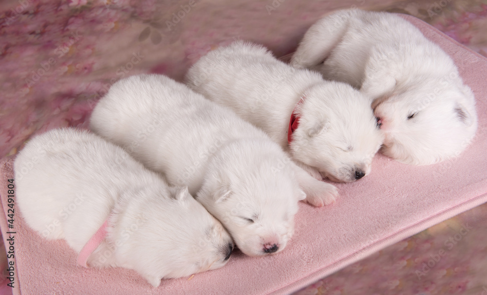 Four small two weeks age old cute white Samoyed puppies dogs Four small two weeks age old cute white Samoyed puppies dogs