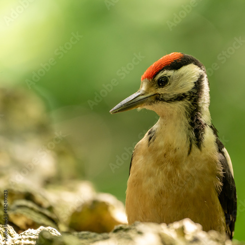 great spotted woodpecker on a branch © Robert