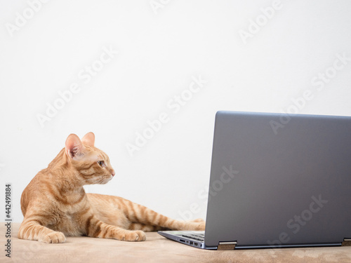 Cat orange color lay on sofa looking at screen laptop work from home concept on white background