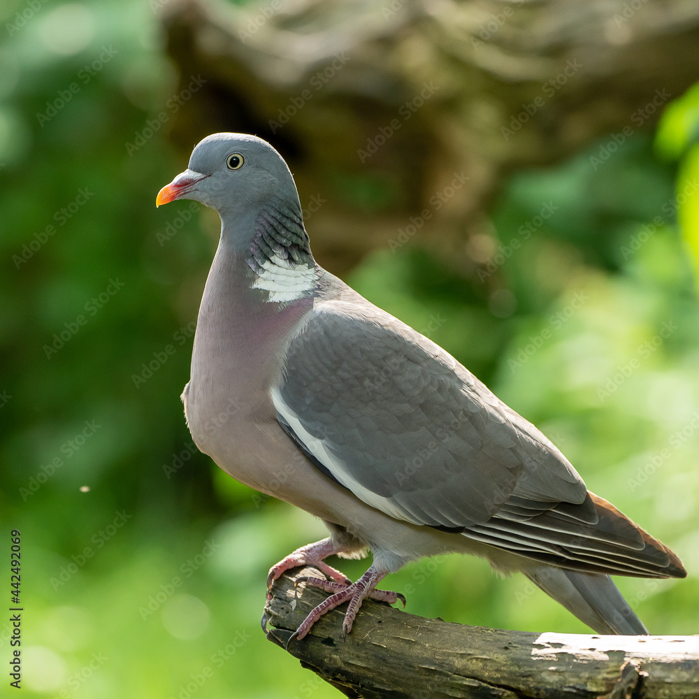 close up of a pigeon close up of a pigeon