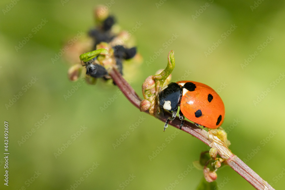 Lady bug in a plant's branch macro photography Lady bug in a plant's branch macro photography