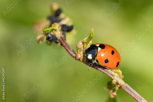 Lady bug in a plant's branch macro photography