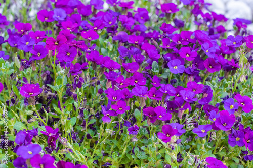 Beautiful purple rock cress in the rockery