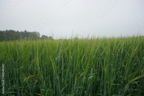 Rye fields in Suffolk area  photographed in June 2021 on a cloudy day. Haverhill