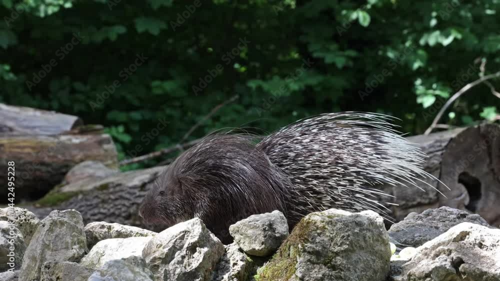 The Indian crested Porcupine, Hystrix indica or Indian porcupine is a large species of hystricomorph rodent belonging to the Old World porcupine family, Hystricidae The Indian crested Porcupine, Hystrix indica or Indian porcupine is a large species of hystricomorph rodent belonging to the Old World porcupine family, Hystricidae