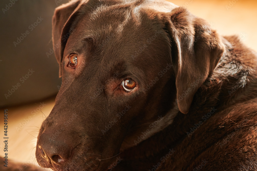 close-up portrait of chocolate Labrador retriever with head turned looking at camera