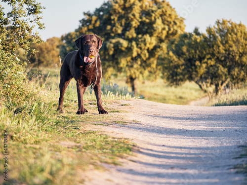 portrait of chocolate Labrador retriever with his play ball in his mouth during his morning walk in the countryside on a sunny day © Enadan
