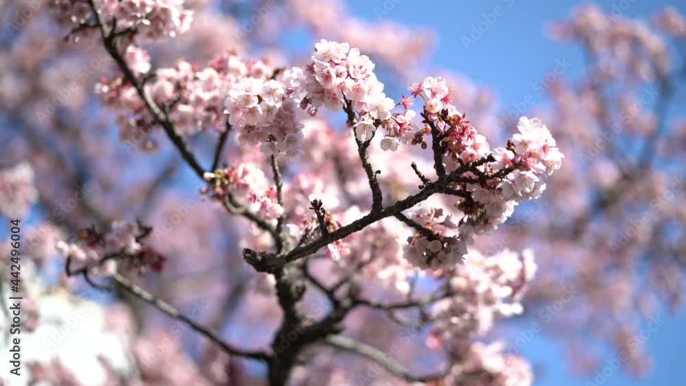 あたみ桜 あたみ桜