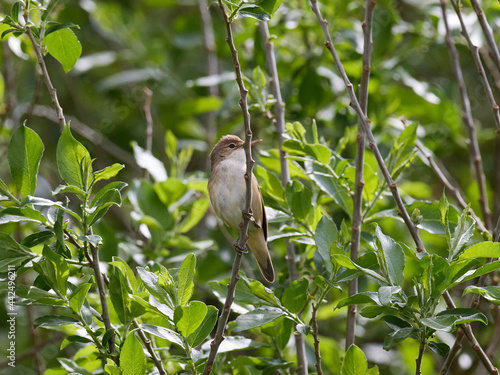 Sumpfrohrsänger (Acrocephalus palustris)