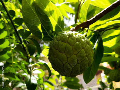 fresh growing sugar apple isolated on plants in garden