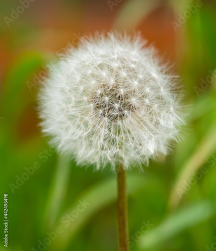 Dandelion seed background. Selective focus with shallow depth of field.