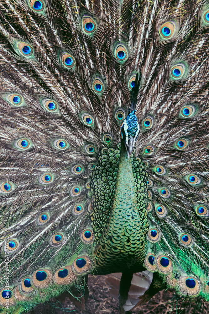Obraz premium peacock with feathers out