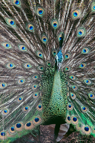 peacock with feathers out