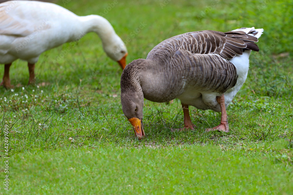 Gray goose is eatting grass in nature farm garden Gray goose is eatting grass in nature farm garden