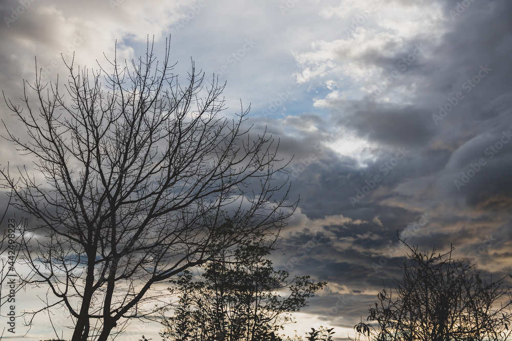 autumn trees with stormy cloudy sky and mountains in the distance